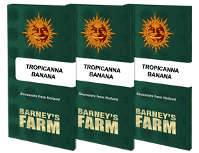 Tropicanna banana (3) barney farm seeds
